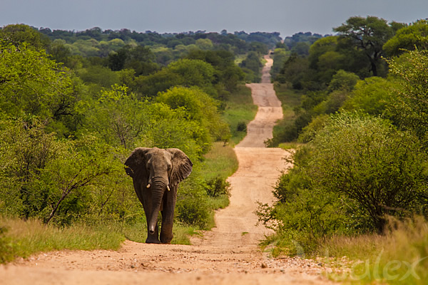 South africa - photo Yabalex