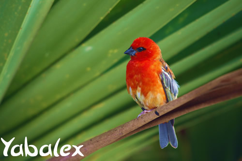 cardinal - Foudi rouge - photo Yabalex