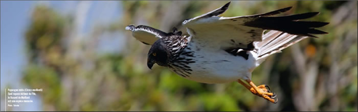 papangue mâle