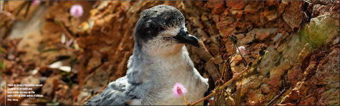 petrel de Barau