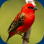 cardinal - foudi