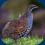 Francolin - caille malgache