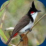 bulbul orphee - merle maurice