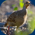 Perdrix - francolin gris