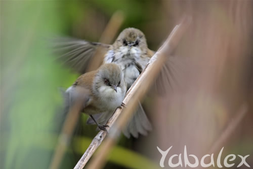 oiseau blanc - zosterops