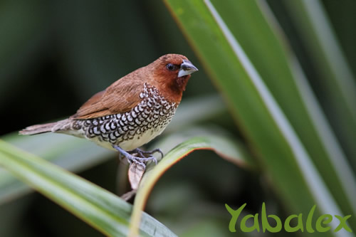 capucin damier - coutil - oiseau r&eacute;union Yabalex