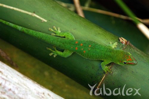 Grand gecko vert malgache Phelsuma (madagascariensis) grandis - photo yabalex