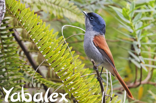 oiseau la viege - Terpsiphone bourbonnensis