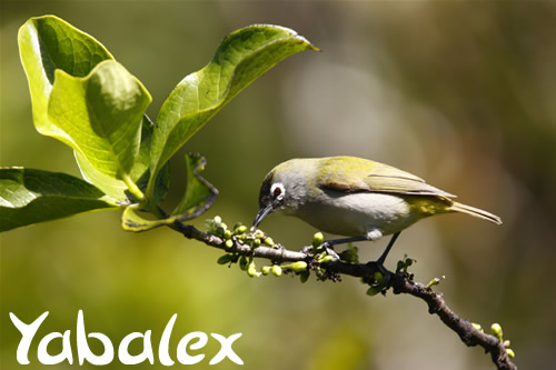 Oiseau lunette vert