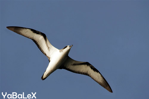 petrel de barau;