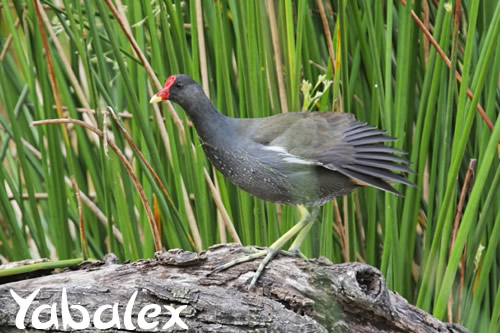 gallinule poule d'eau - photo r&eacute;union